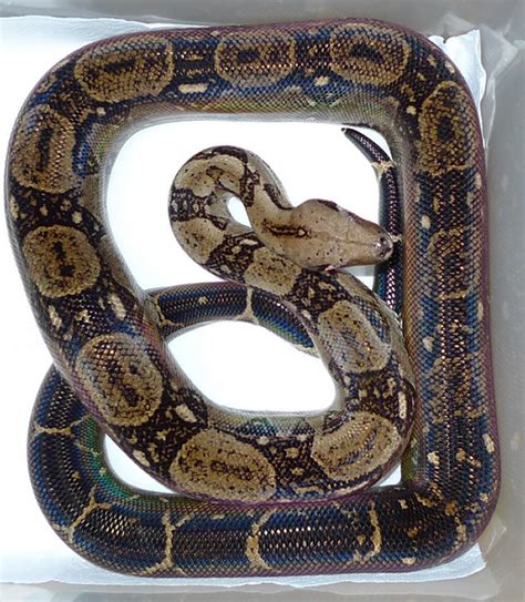 brian boas|adult boa constrictors for sale.